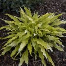 New Arrival HOSTA Wiggles And Squiggles Starter PLANT