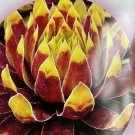 Best-Selling Gold Rush Nice Plant New Sempervivum
