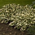 Limited Edition HOSTA Patriot Starter PLANT