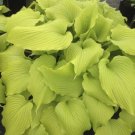 New Arrival HOSTA Dancing queen Starter PLANT New Arrival HOSTA Dancing queen Starter PLANT