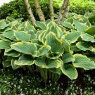 Premium HOSTA Sagas Starter PLANT