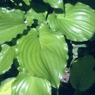 Top-Quality Hosta Plant Irish Luck