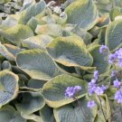 Best-Selling HOSTA Frances WilliamsStarter Size PLANT Best-Selling HOSTA Frances WilliamsStarter Size PLANT