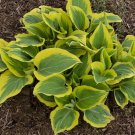 New Arrival HOSTA Liberty Starter PLANT