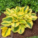 Exclusive HOSTA Glad Rags Starter PLANT