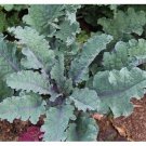 Top-Quality Red Russian Kale Very Tender Fresh Greens Hardy Large Leaves! Top-Quality Red Russian Kale Very Tender Fresh Greens Hardy Large Leaves!