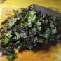Top-Quality Red Russian Kale Very Tender Fresh Greens Hardy Large Leaves!