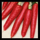 Premium Atomic Red Carrot Beautiful color High content Lypocene! RARE