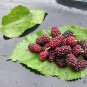 Premium White Mulberry Tree (Morus Alba) Sweet Edible fruit ????? Non GMO