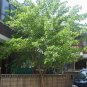 Premium White Mulberry Tree (Morus Alba) Sweet Edible fruit ????? Non GMO