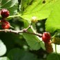 Premium White Mulberry Tree (Morus Alba) Sweet Edible fruit ????? Non GMO