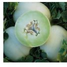 Premium Honey Dew Green Flesh melon Heirloom Cantaloupe Delicious Sweet 6+ Lbs Premium Honey Dew Green Flesh melon Heirloom Cantaloupe Delicious Sweet 6+ Lbs
