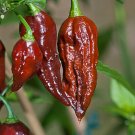 Exclusive 15 seeds Chocolate Brown Bhut Jolokia Ghost Pepper Guiness World Record Hot RARE