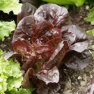 Best-Selling Super Red Romaine Lettuce Seeds Bulk Heirloom crispy Best-Selling Super Red Romaine Lettuce Seeds Bulk Heirloom crispy