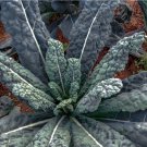 Exclusive LACINATO Dinosaur KALE Black Tuscany Nero di Toscana forage Exclusive LACINATO Dinosaur KALE Black Tuscany Nero di Toscana forage