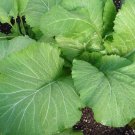 Best-Selling Florida Broadleaf Mustard Heirloom Southern India Huge Leaves Best-Selling Florida Broadleaf Mustard Heirloom Southern India Huge Leaves