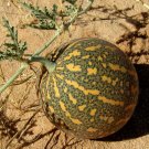 Top-Quality Colocynth Bitter Apple Citrullus Bitter Cucumber Vine of Sodom Oil