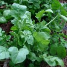 New Arrival Arugula Roquette / Rocket select Heirloom wholesale Healthy New Arrival Arugula Roquette / Rocket select Heirloom wholesale Healthy