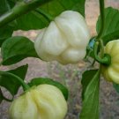 Premium Trinidad 7 Pot (pod) WHITE 10 Seeds very rare Hot pepper Extreme Spice Heirloom Premium Trinidad 7 Pot (pod) WHITE 10 Seeds very rare Hot pepper Extreme Spice Heirloom