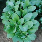 Top-Quality Tatsoi Black Night Seeds Green Asian Mustard Microgreens High Vitamin Top-Quality Tatsoi Black Night Seeds Green Asian Mustard Microgreens High Vitamin