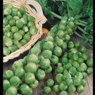 Top-Quality BRUSSELS Sprouts Long Island Improved Healthy Cold Hardy! Top-Quality BRUSSELS Sprouts Long Island Improved Healthy Cold Hardy!