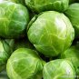 Top-Quality BRUSSELS Sprouts Long Island Improved Healthy Cold Hardy!