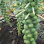 Top-Quality BRUSSELS Sprouts Long Island Improved Healthy Cold Hardy!