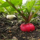 Top-Quality German Giant Radish Select Quantities Very Large Delicious Crispy