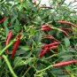 New Arrival Thai Hot chili pepper Red Heirloom Spicy Asian Cuisine Bangkok