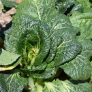 New Arrival Tatsoi Black Night Green Asian Mustard Microgreens High Vitamin New Arrival Tatsoi Black Night Green Asian Mustard Microgreens High Vitamin