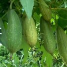 Best-Selling LUFFA SPONGE Gourd Loofah Dishcloth Very Productive M???p Heirloom Best-Selling LUFFA SPONGE Gourd Loofah Dishcloth Very Productive M???p Heirloom