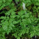 Limited Edition Winter Chervil herb French Parsley Heirloom Garden Wholesale Limited Edition Winter Chervil herb French Parsley Heirloom Garden Wholesale