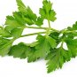 Limited Edition Winter Chervil herb French Parsley Heirloom Garden Wholesale