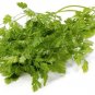 Limited Edition Winter Chervil herb French Parsley Heirloom Garden Wholesale