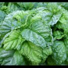 Top-Quality Lettuce Leaf Basil Aromatic Bushy Huge abundant Leaves! Heirloom Top-Quality Lettuce Leaf Basil Aromatic Bushy Huge abundant Leaves! Heirloom