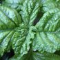Top-Quality Lettuce Leaf Basil Aromatic Bushy Huge abundant Leaves! Heirloom