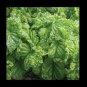 Top-Quality Lettuce Leaf Basil Aromatic Bushy Huge abundant Leaves! Heirloom