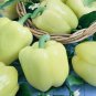 Exclusive White Cloud Sweet Bell Pepper Seeds Early! Rare color