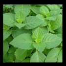 Premium Tulsi Holy Basil Fresh Heirloom culinary scent Sacred Herb Bulk Premium Tulsi Holy Basil Fresh Heirloom culinary scent Sacred Herb Bulk