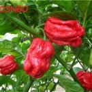 Exclusive 15 Seeds Trinidad SR 7 Pod CONGO Gigantic Red Extreme hot pepper RARE Big Large Exclusive 15 Seeds Trinidad SR 7 Pod CONGO Gigantic Red Extreme hot pepper RARE Big Large