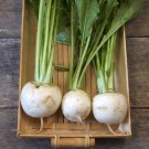 Limited Edition Turnip Shogoin Japanese White Hakurei Asian Vegetable Plant Limited Edition Turnip Shogoin Japanese White Hakurei Asian Vegetable Plant