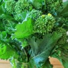 New Arrival Broccoli Early Fall Raab Rapini Seeds Microgreens Sprouting Garden