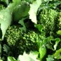 New Arrival Broccoli Early Fall Raab Rapini Seeds Microgreens Sprouting Garden