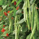 Limited Edition Scarlet Emperor Runner Beans 10 Seeds Heirloom Vine Easy Grow Colorful Limited Edition Scarlet Emperor Runner Beans 10 Seeds Heirloom Vine Easy Grow Colorful