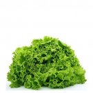 Premium Green Ice Loose Leaf Lettuce crisp & savoyed leaves 50 days! Premium Green Ice Loose Leaf Lettuce crisp & savoyed leaves 50 days!