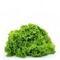 Premium Green Ice Loose Leaf Lettuce crisp & savoyed leaves 50 days!