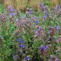 New Arrival Borage Starflower Tailwort Herb Bulk Native Bees pollinators