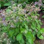 New Arrival Borage Starflower Tailwort Herb Bulk Native Bees pollinators