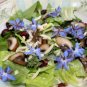 New Arrival Borage Starflower Tailwort Herb Bulk Native Bees pollinators