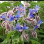 New Arrival Borage Starflower Tailwort Herb Bulk Native Bees pollinators